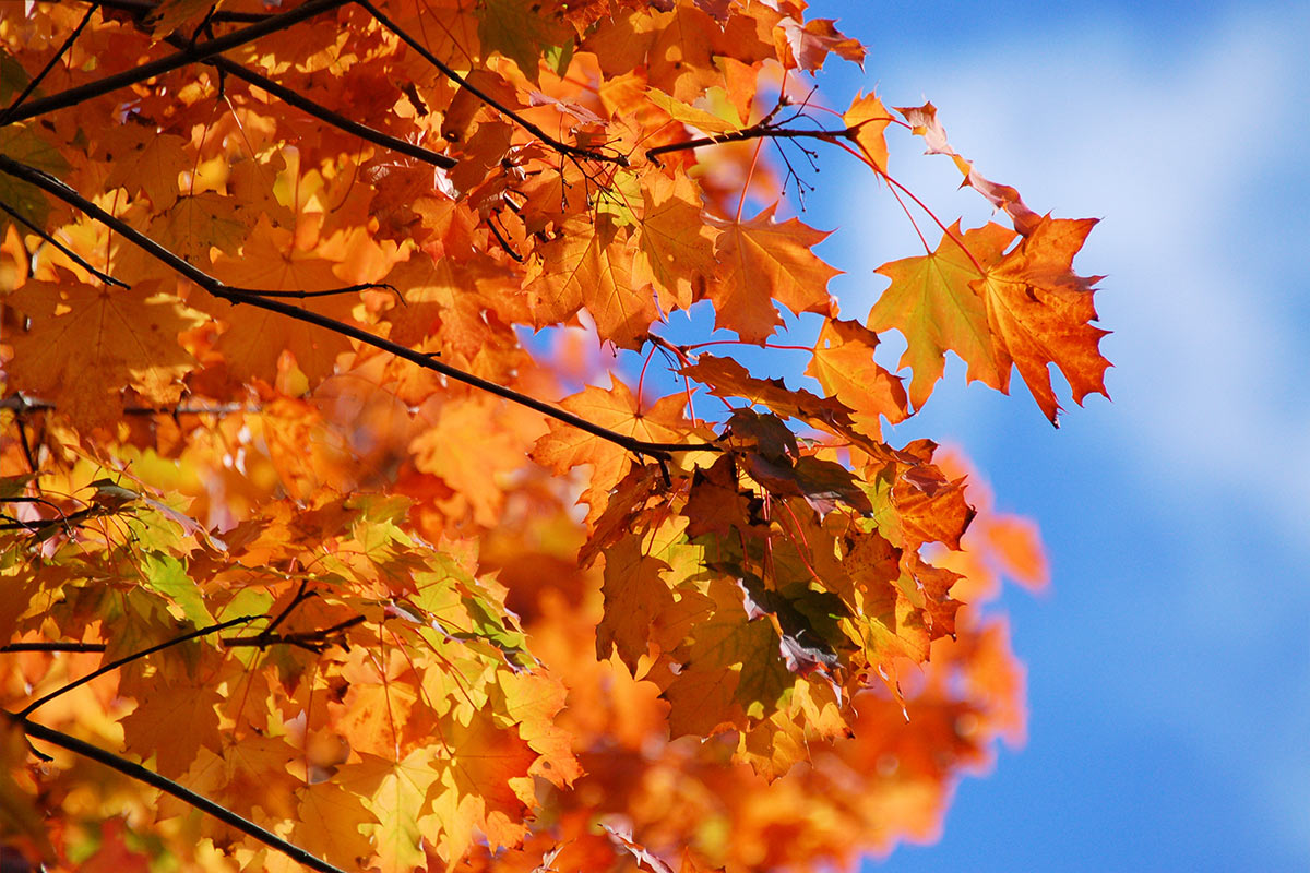 photography-tree-care-company-1